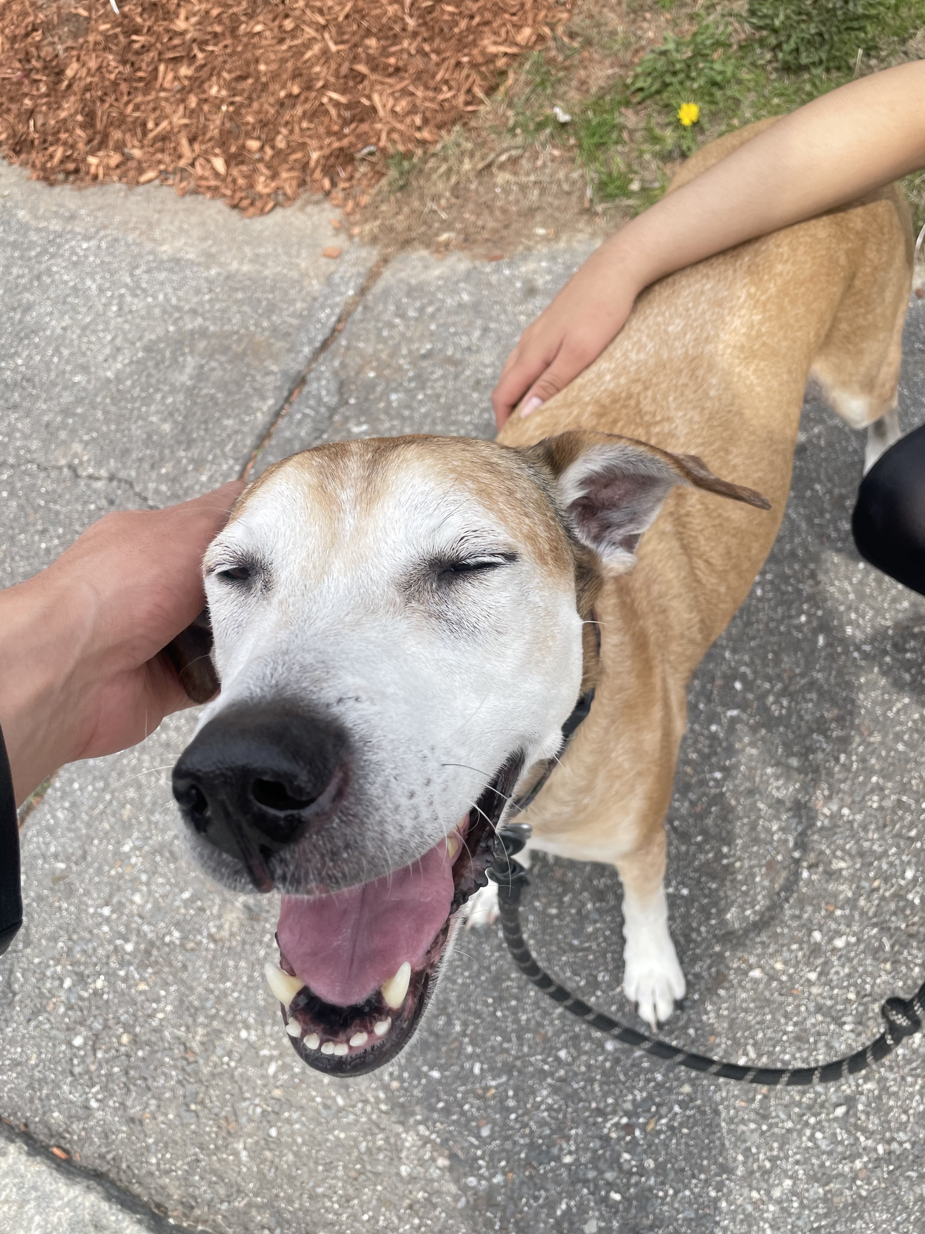 drop in visits for pets